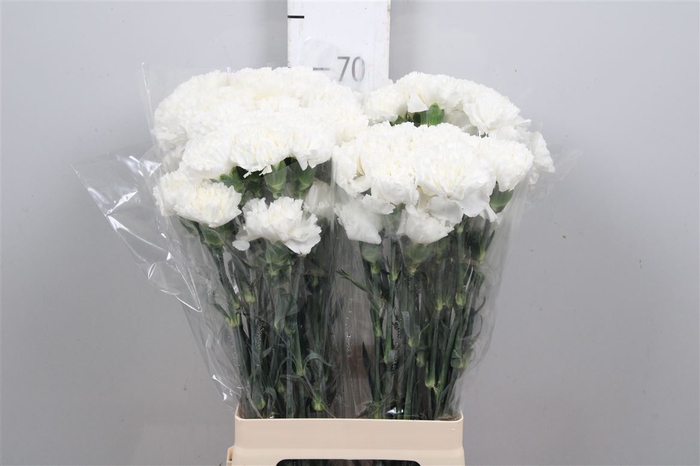 <h4>Di St Navarro White</h4>