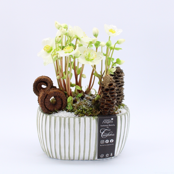 <h4>NHCR-2331 Verboom Helleborus</h4>