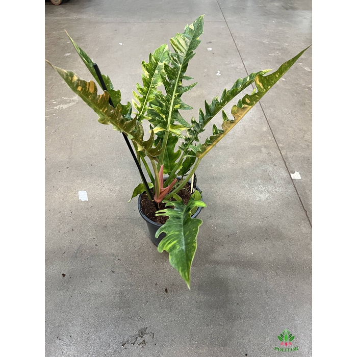 <h4>Philodendron Ring of Fire 19Ø 60cm</h4>