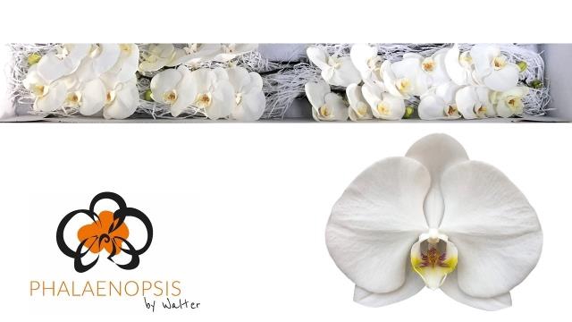 <h4>Phalaenopsis sensation white (per flower)</h4>