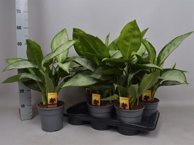 <h4>Aglaonema   ...</h4>