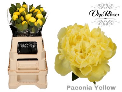 <h4>Paeonia paint yellow</h4>