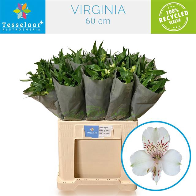 <h4>Alstroemeria virginia</h4>
