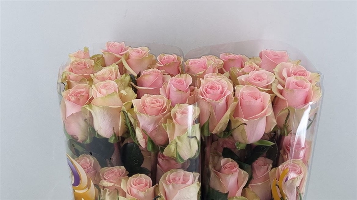 <h4>R Gr Absolute Pink</h4>