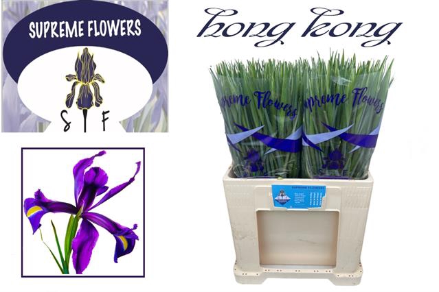 <h4>Iris hong kong</h4>