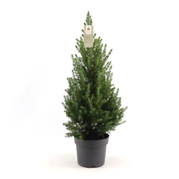 <h4>Picea gl. 'December'® P21 60/70</h4>