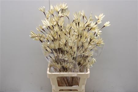 <h4>Peacock Flower Bleached</h4>