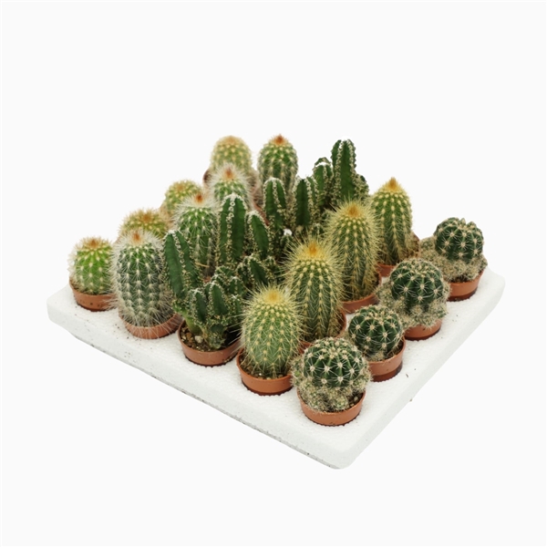 <h4>Cactus mini mix 3 cm.</h4>