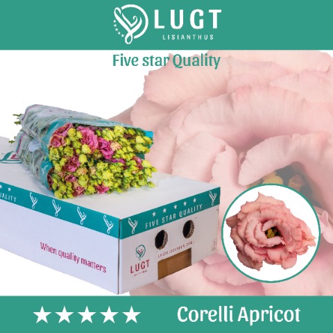 <h4>Eust. Corelli Apricot 850</h4>