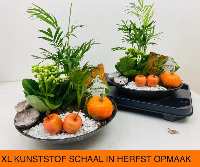 <h4>Arrangementen kamerplanten</h4>