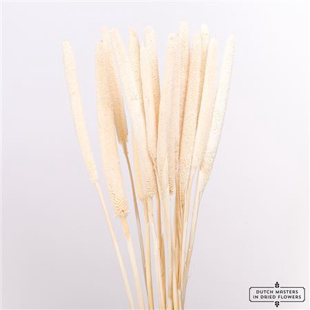 <h4>Dried Babala Bleached 10pc Bunch</h4>