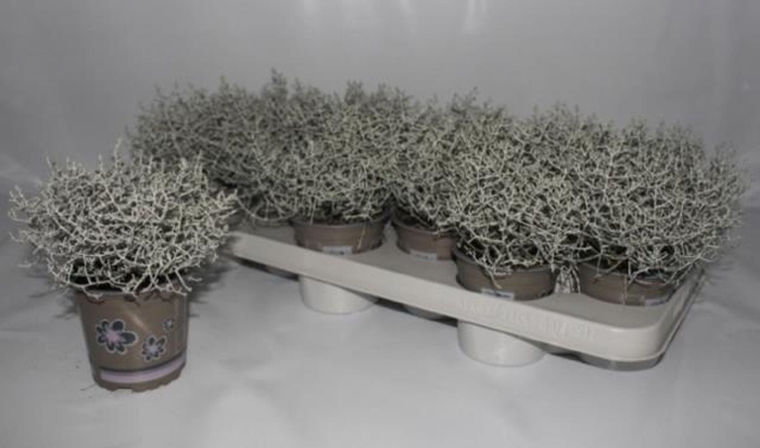 <h4>Calocephalus brownii</h4>