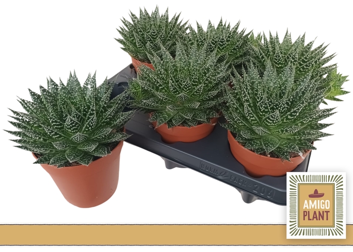 <h4>ALOE  SAFARI ZAMBEZI</h4>