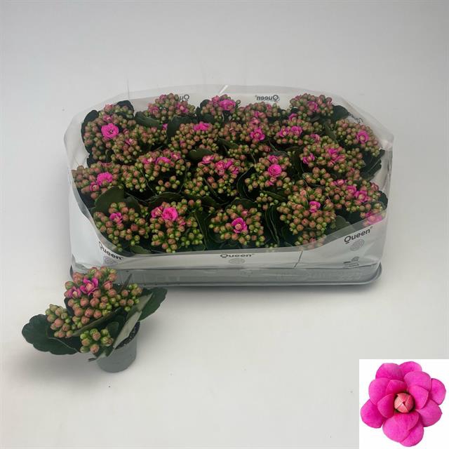 <h4>KALAN CALAN PURPLE QUEEN P6</h4>