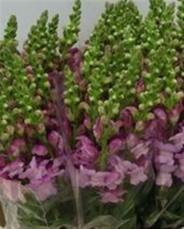 <h4>Antirrhinum Italia Lavender</h4>