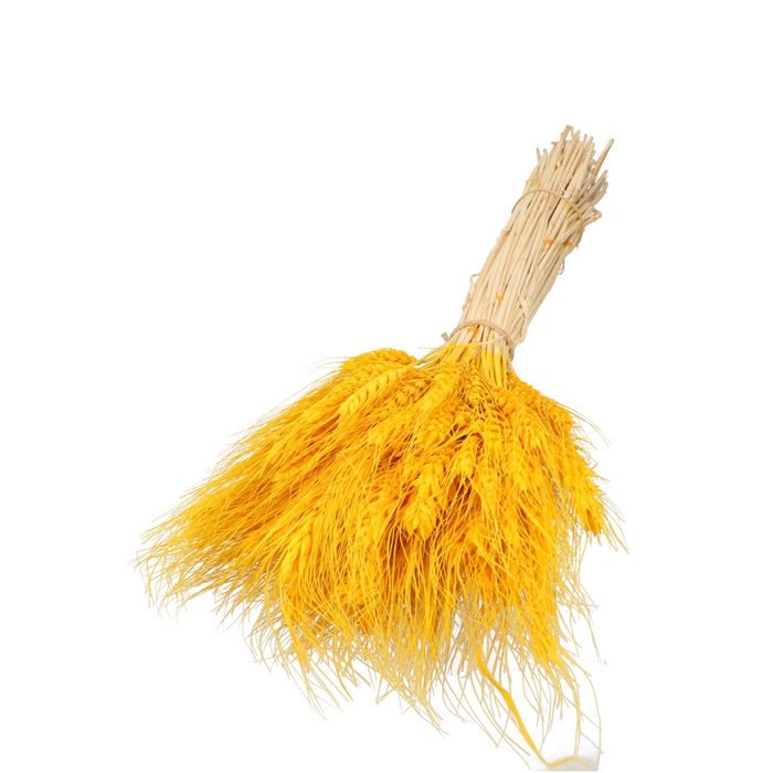 <h4>Droogbloem Tarwe toef 60cm</h4>