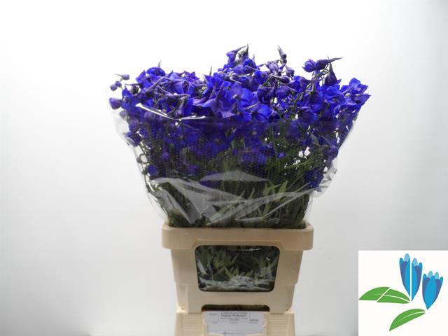 <h4>Delphinium si bel atlantis</h4>