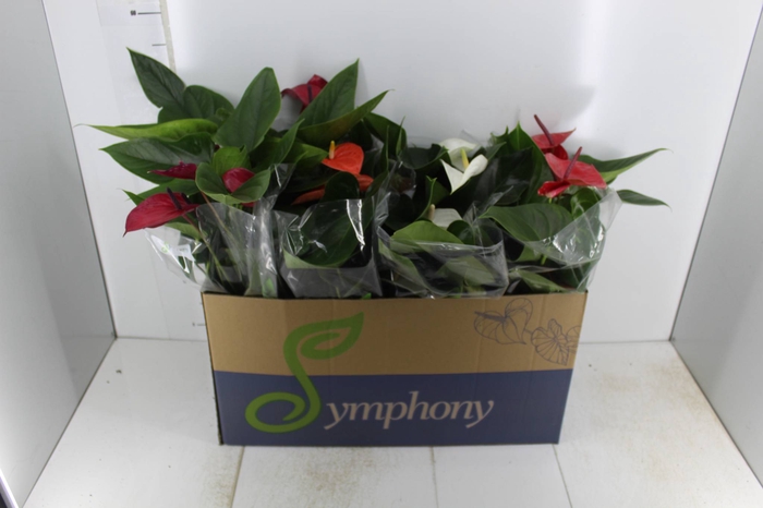 <h4>ANTHURIUM VARIADO P15</h4>