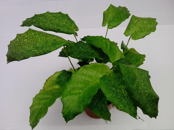 <h4>CALATHEA SPECIES NETWORK P12</h4>
