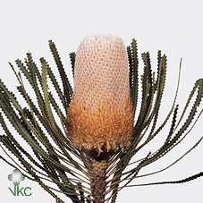 <h4>Banksia paint hookeriana cerise</h4>