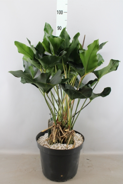 <h4>Anthurium  'Arrow'</h4>