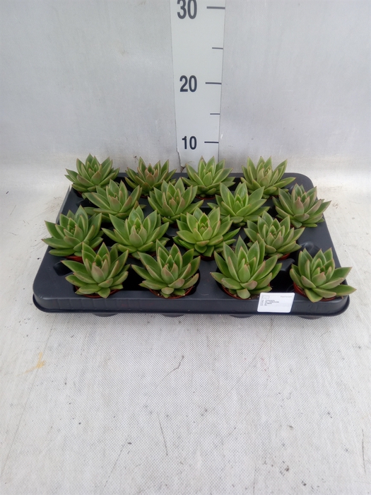 <h4>Echeveria  'Miranda'</h4>