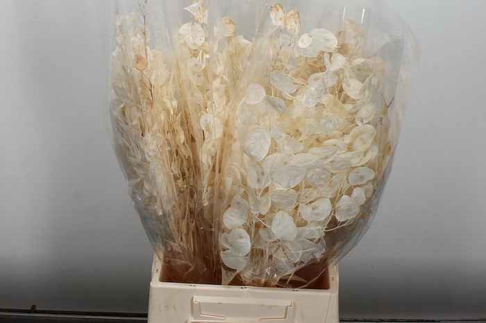 <h4>Dried Lunaria Bleached Bunch Poly</h4>