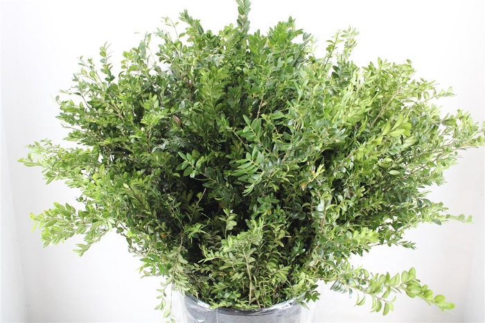 <h4>Buxus Green P Bunch</h4>