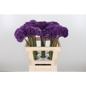 Allium Purper Sensation