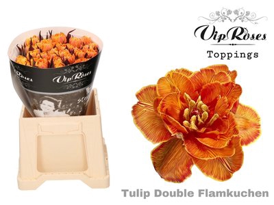 <h4>Tulipa do paint flammkuchen</h4>