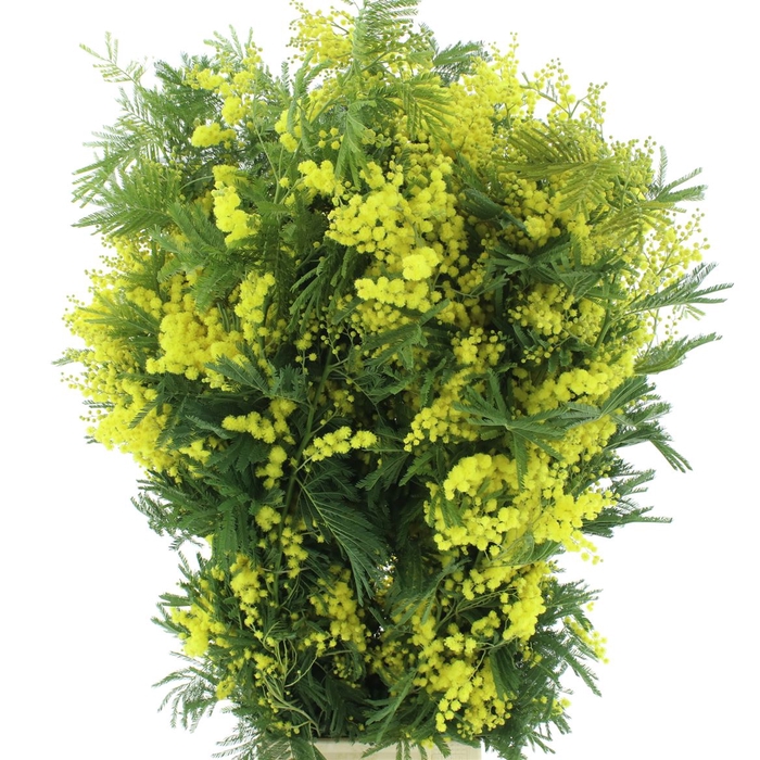 <h4>Mimosa yellow XL per stem</h4>