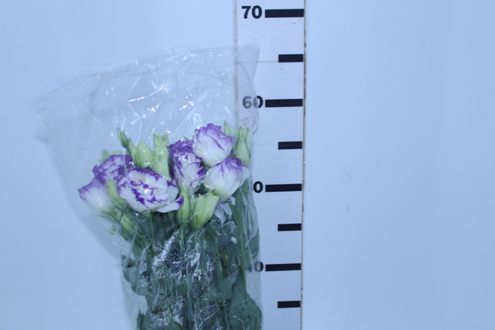 <h4>LISIANTHUS MESCLADO ROXO 070 CM MIN</h4>