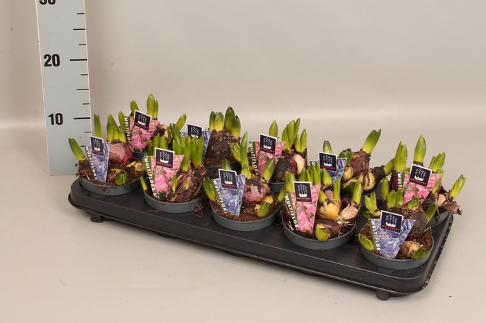 <h4>Bol op pot Hyacint Multiflora gemengd 10,5 cm</h4>