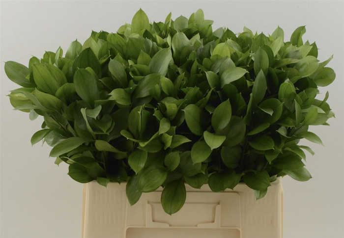 <h4>Ruscus Hypophyllum</h4>