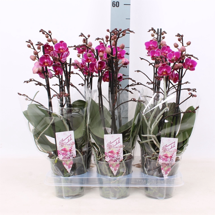 <h4>Phalaenopsis Multi. ...lilac</h4>