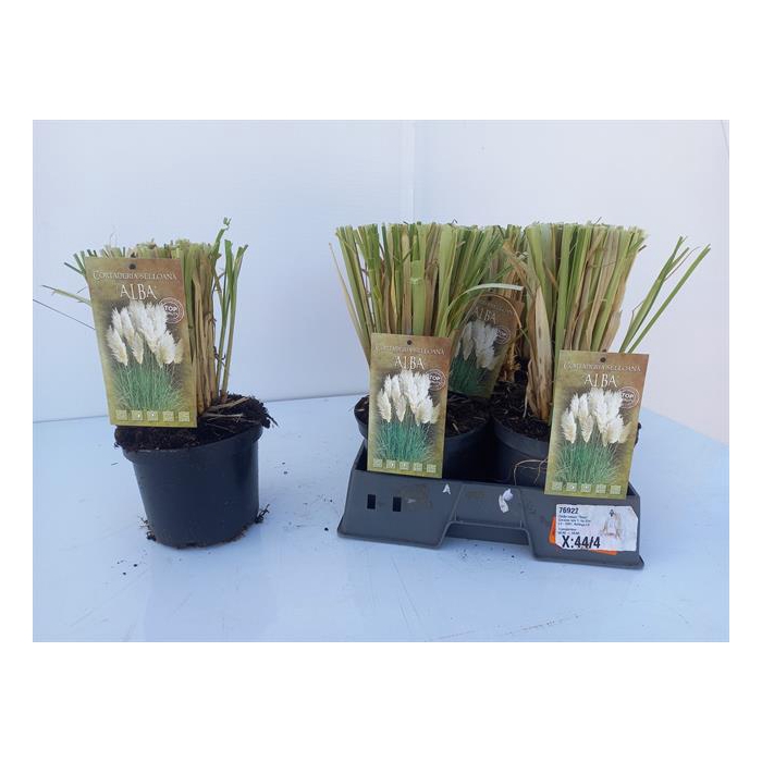 <h4>Cortaderia selloana (Pampasgras) 19Ø 45cm</h4>