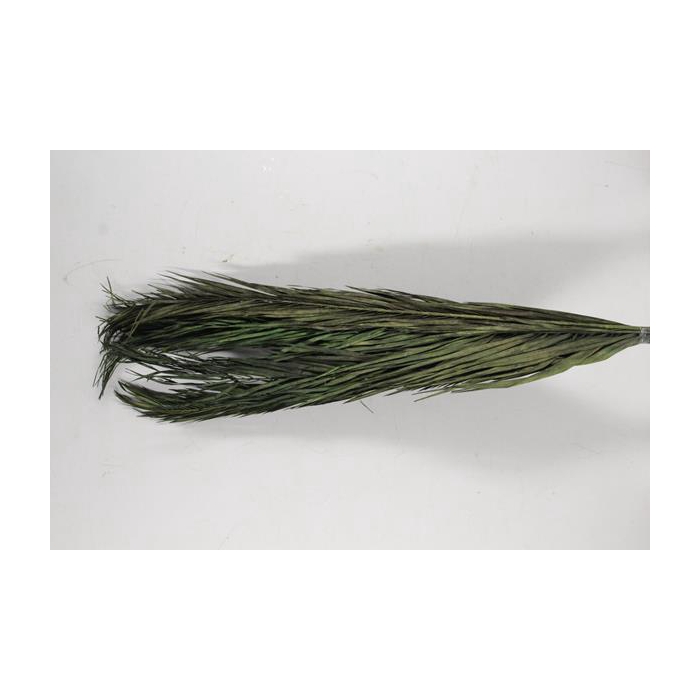 <h4>Df Date Leaf 100cm Bs/5 Moss</h4>