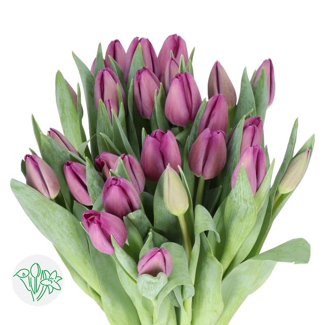 <h4>Tulipa si bullit</h4>