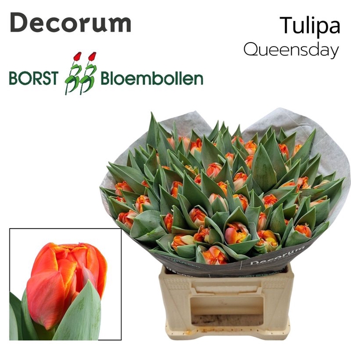 <h4>Tulipa do queensday</h4>