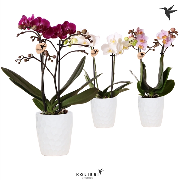 <h4>Kolibri Orchids Phalaenopsis 2 spike in Honey pot white</h4>