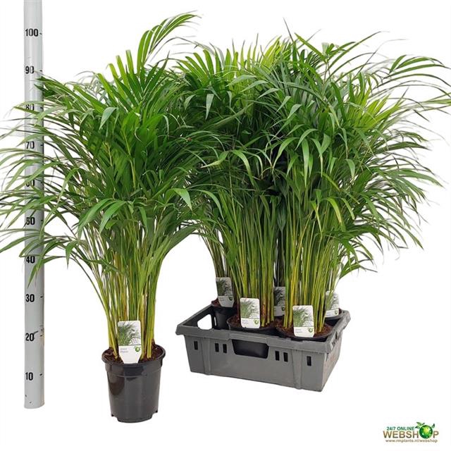 <h4>DYPSIS LUTESCENS</h4>
