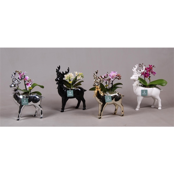 <h4>Rendier keramiek Kerst staand 4 kleuren met Phalaenopsis (24 uur levertijd)</h4>