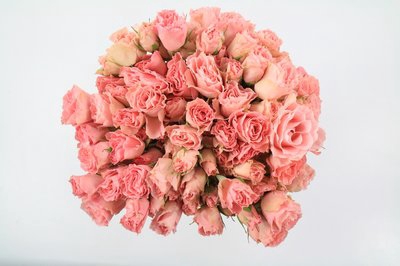 <h4>Rosa ec sp pink constellation</h4>