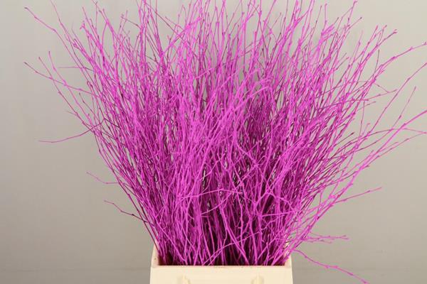 <h4>Betula Bs Paint Erica Fst</h4>