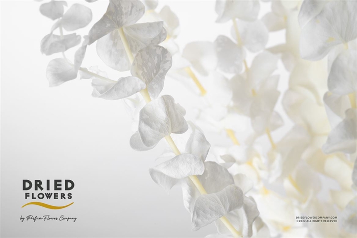 <h4>Dried Bleached Eucalyptus Baby Blue</h4>