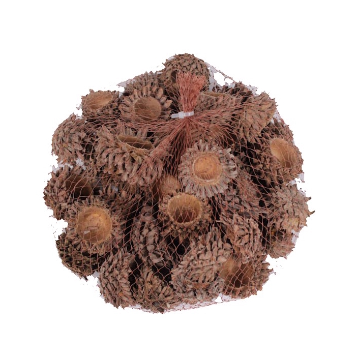 <h4>Acorn Cones 500gram in net natural</h4>