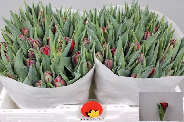 <h4>Tulipa do red princess</h4>