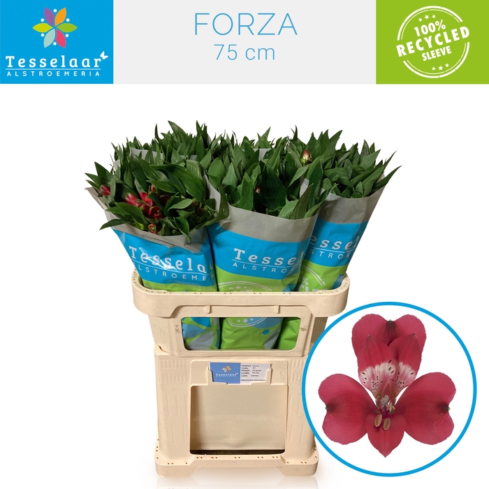 <h4>ALSTR FORZA</h4>