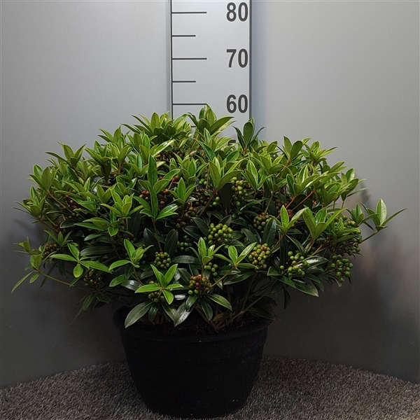 <h4>Skimmia japonica 'Red Berry Bee'</h4>