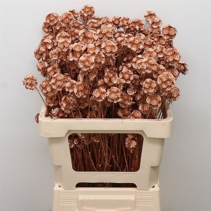 <h4>Dried Scabiosa Brons</h4>